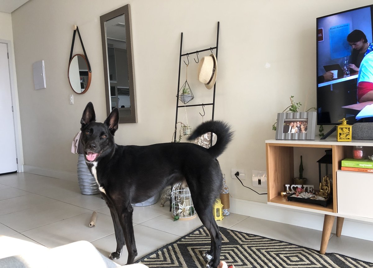 Bruce — o cão que inspirou a criação da Forever Boo Pet Store, em pé na sala de casa