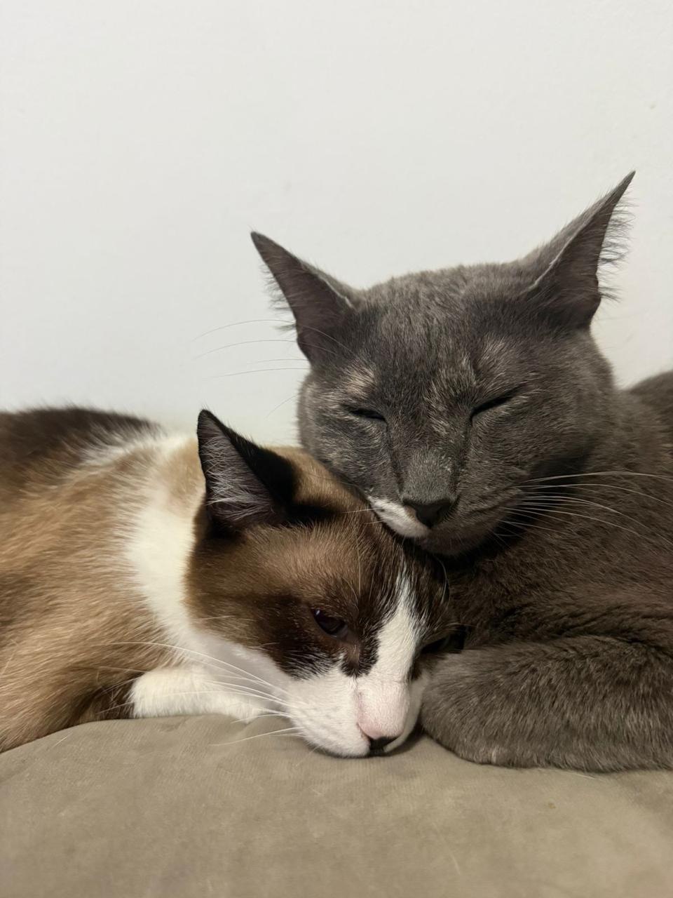 Sky e Catatau — gatas da Egle
