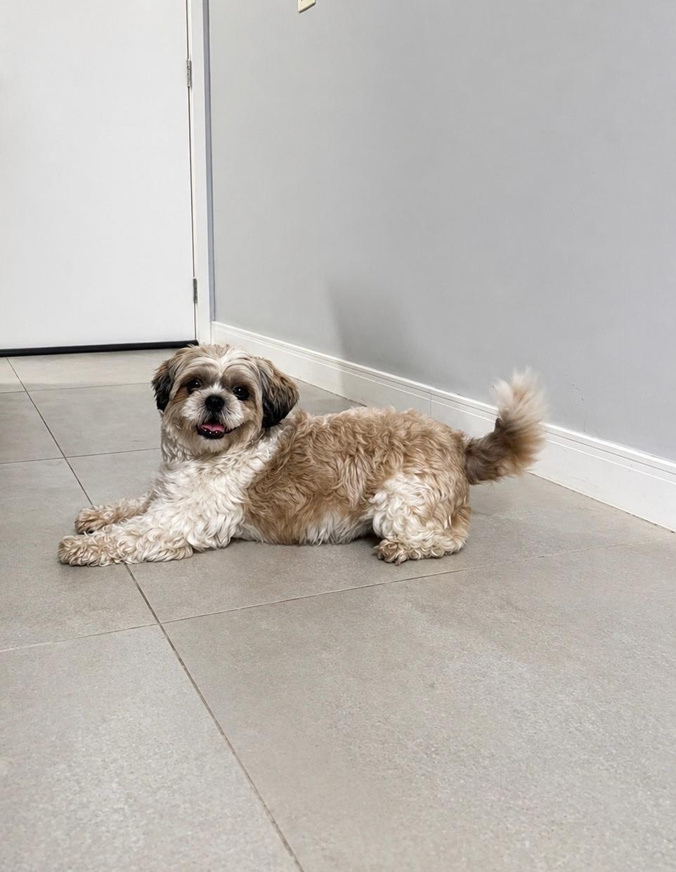 Zack — pet da Maria