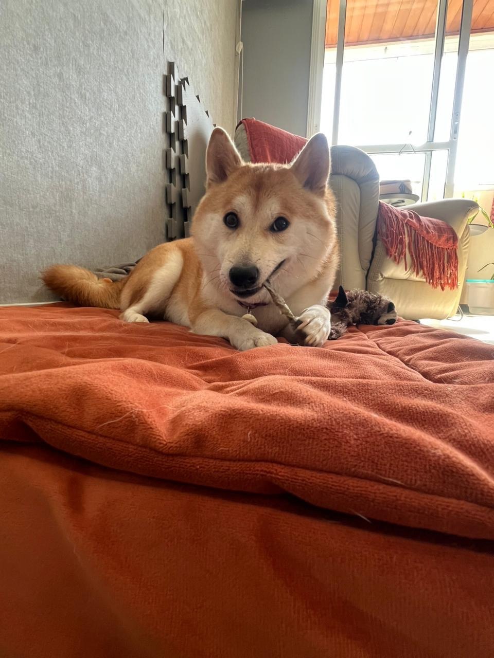 Zoe — pet da Maria