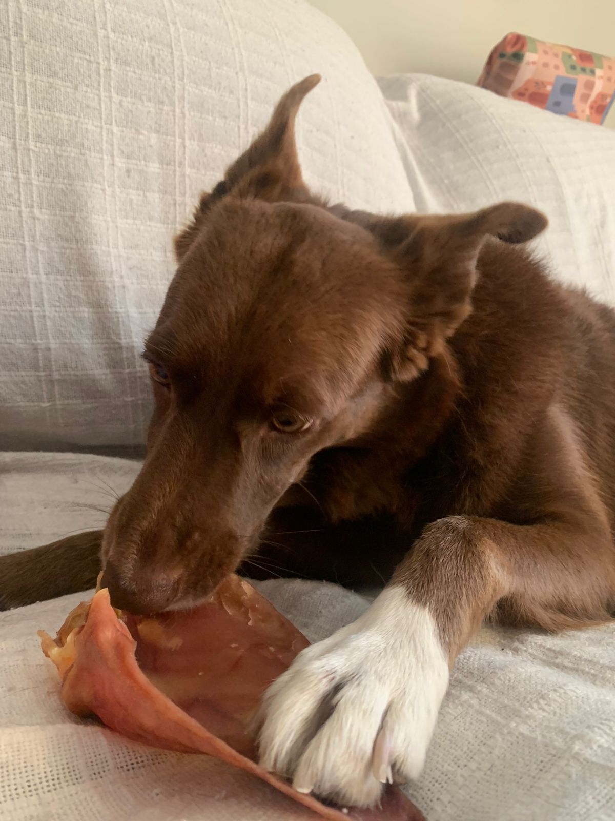 Cão deitado no sofá em casa mastigando uma orelha suína natural