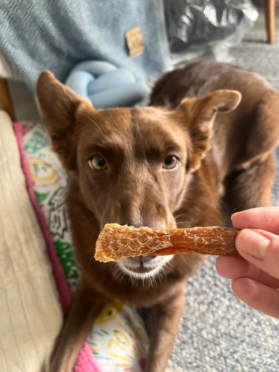 Cão em casa recebendo um petisco natural de peito de frango desidratado, luz quente de ambiente doméstico